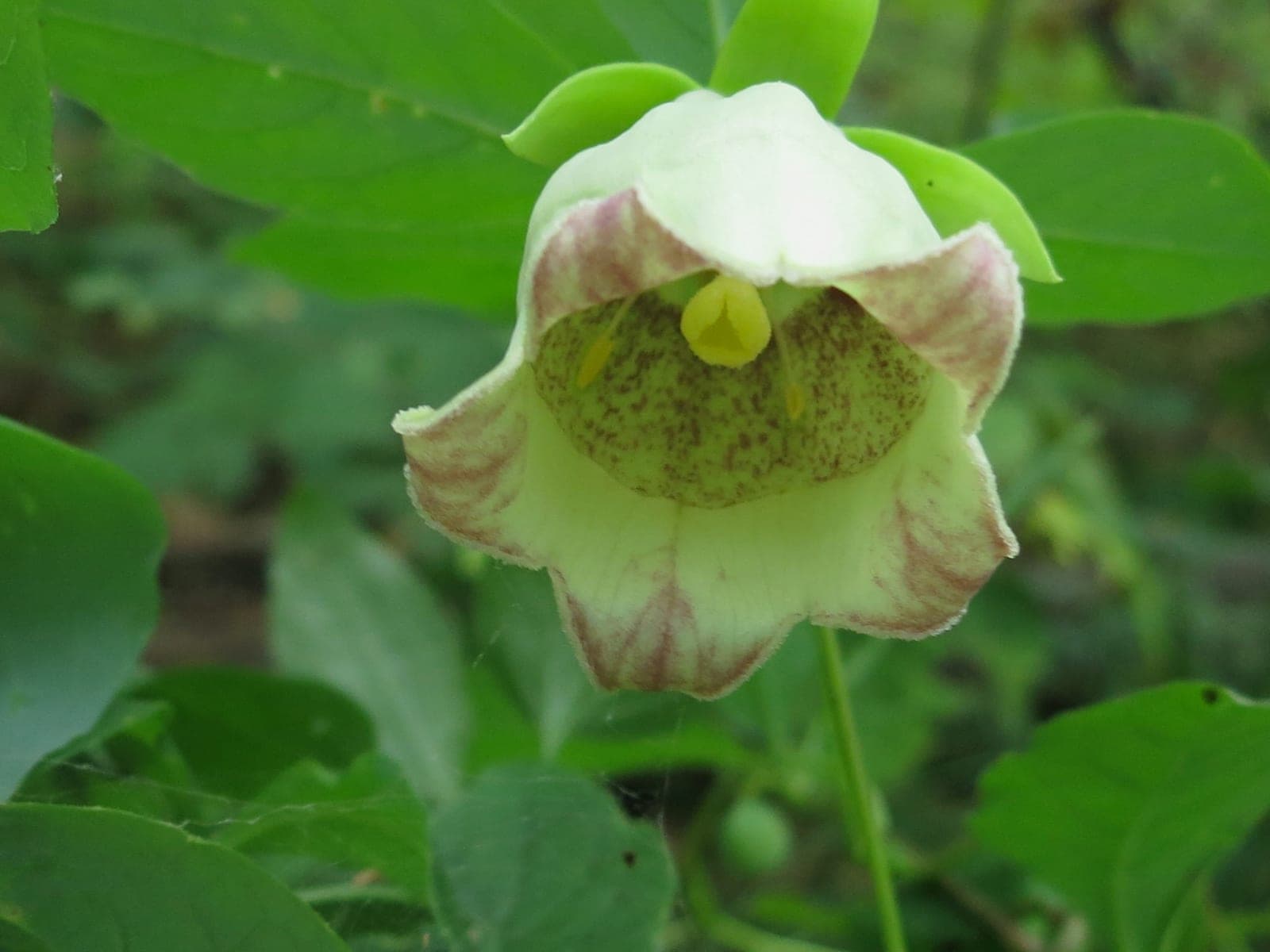 더덕(Codonopsis lanceolata)의 꽃과 잎