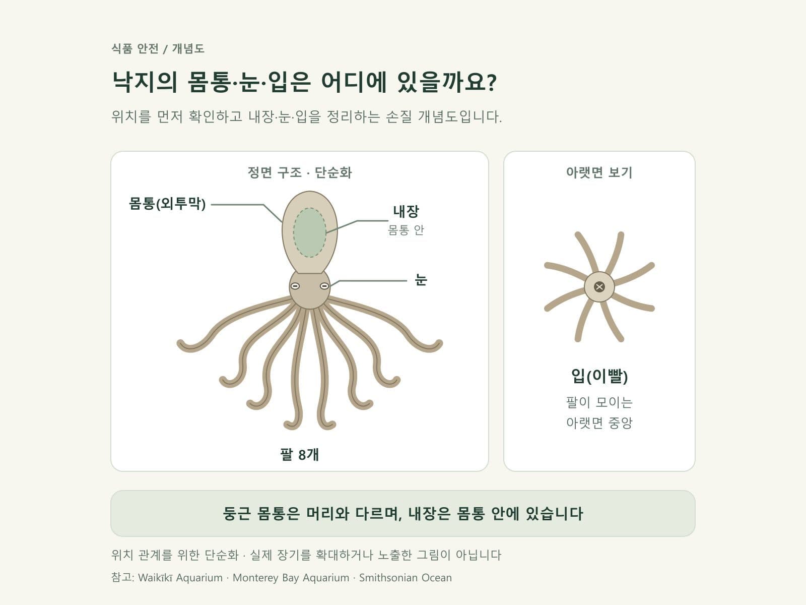낙지 구조(몸통·내장·눈·입)를 단순화한 손질 도식