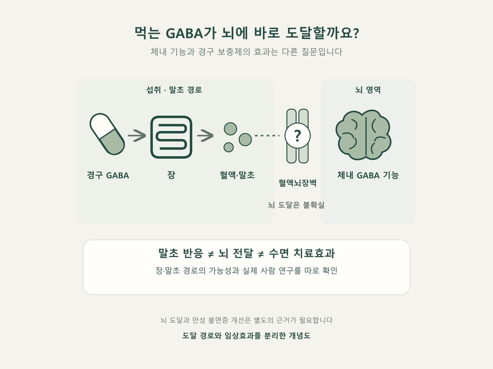 경구 캡슐에서 장, 혈액뇌장벽, 뇌로 이어지는 경로 개념도