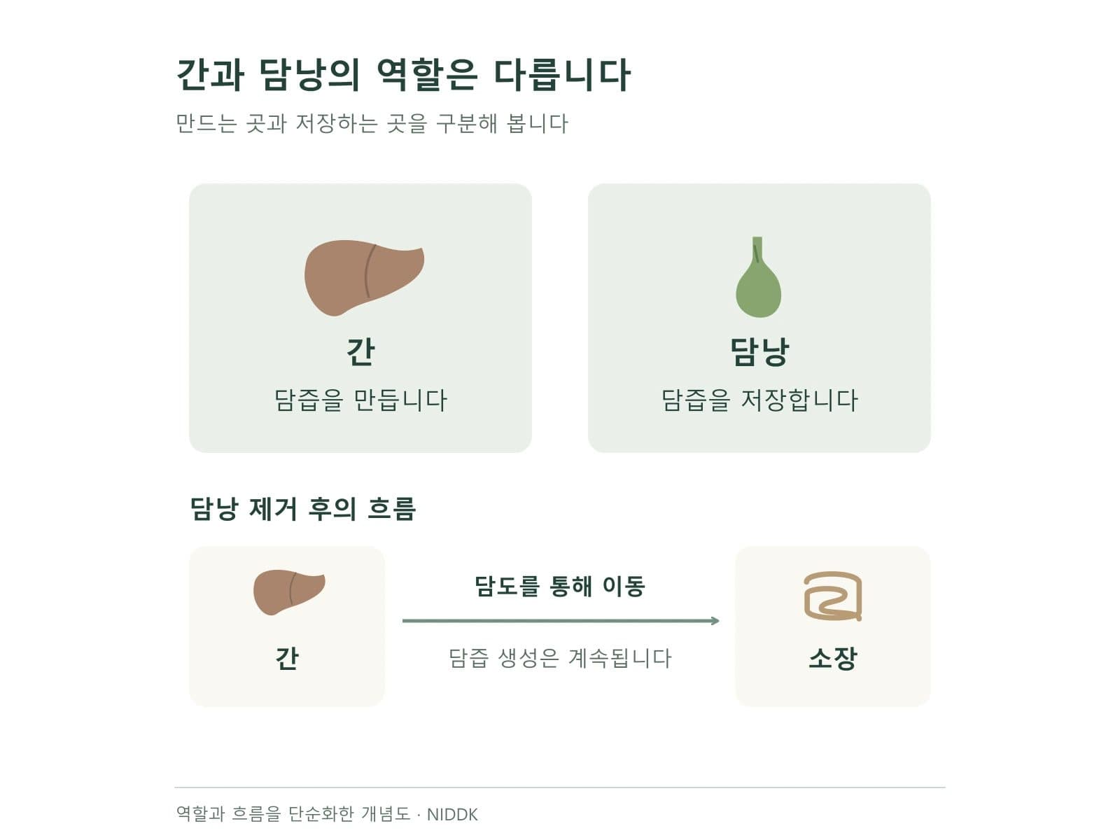 간과 담낭의 역할 구분을 설명하는 해부 개념도