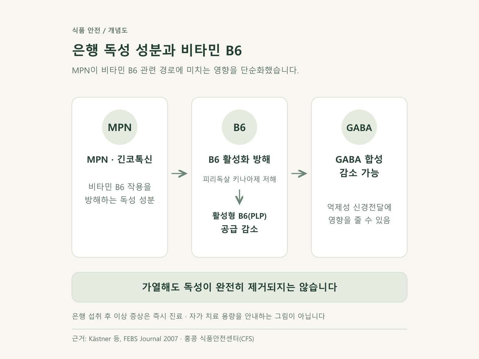 은행 독성 성분이 비타민 B6 경로와 GABA 생성에 영향을 주는 단순 도식