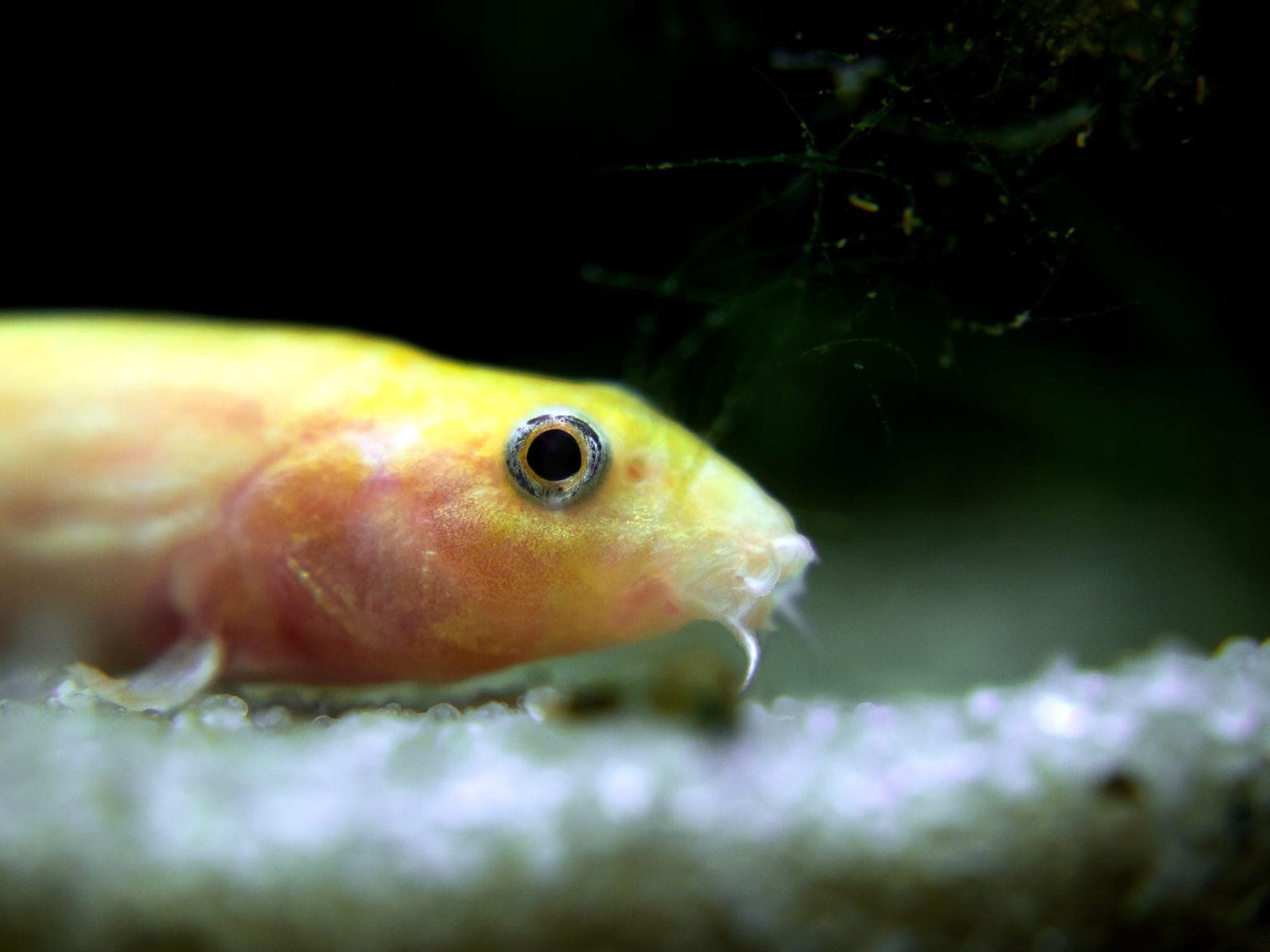 미꾸라지(Misgurnus anguillicaudatus)를 가까이에서 본 모습