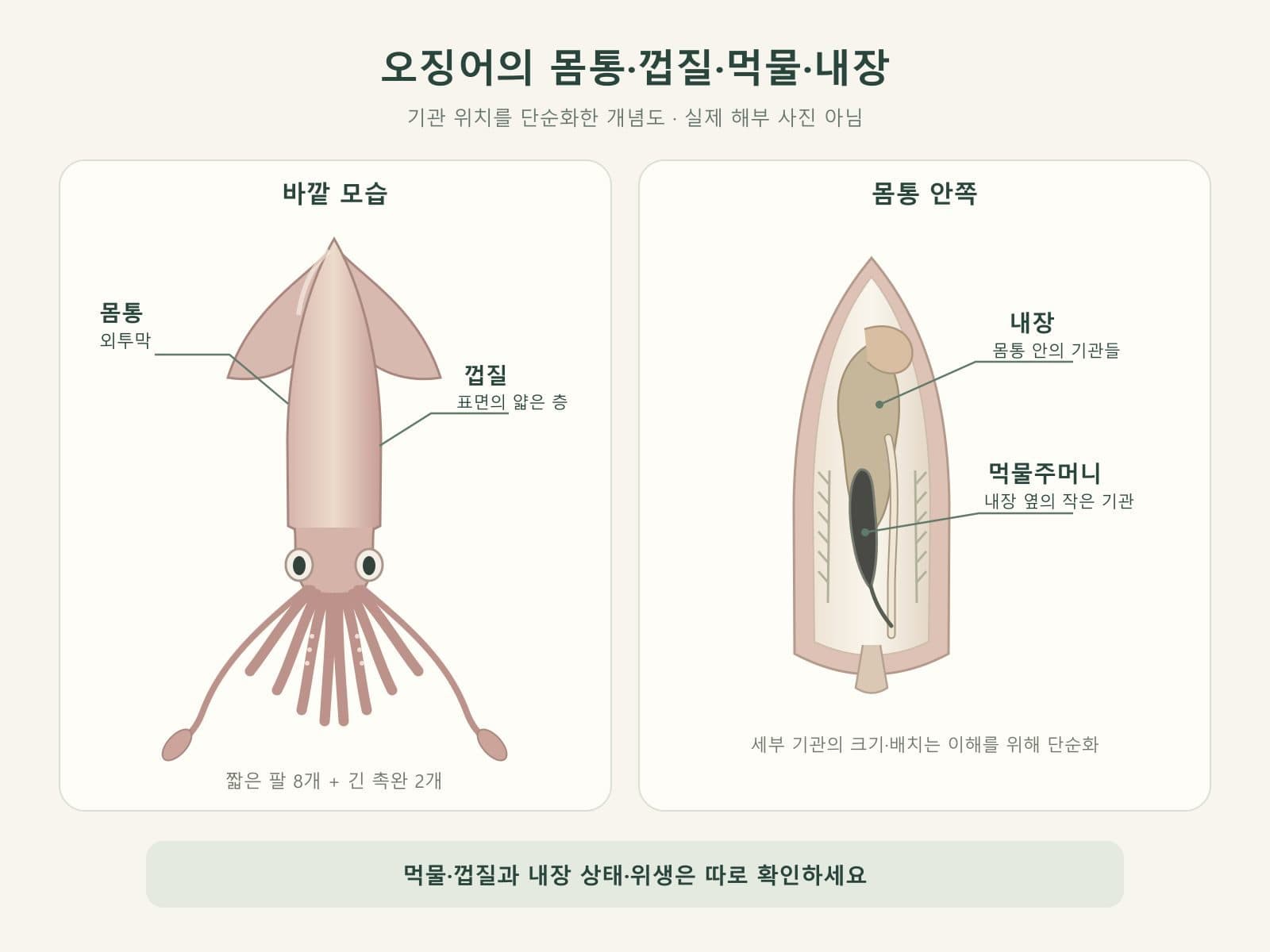 오징어 몸통 껍질 먹물 내장 구분