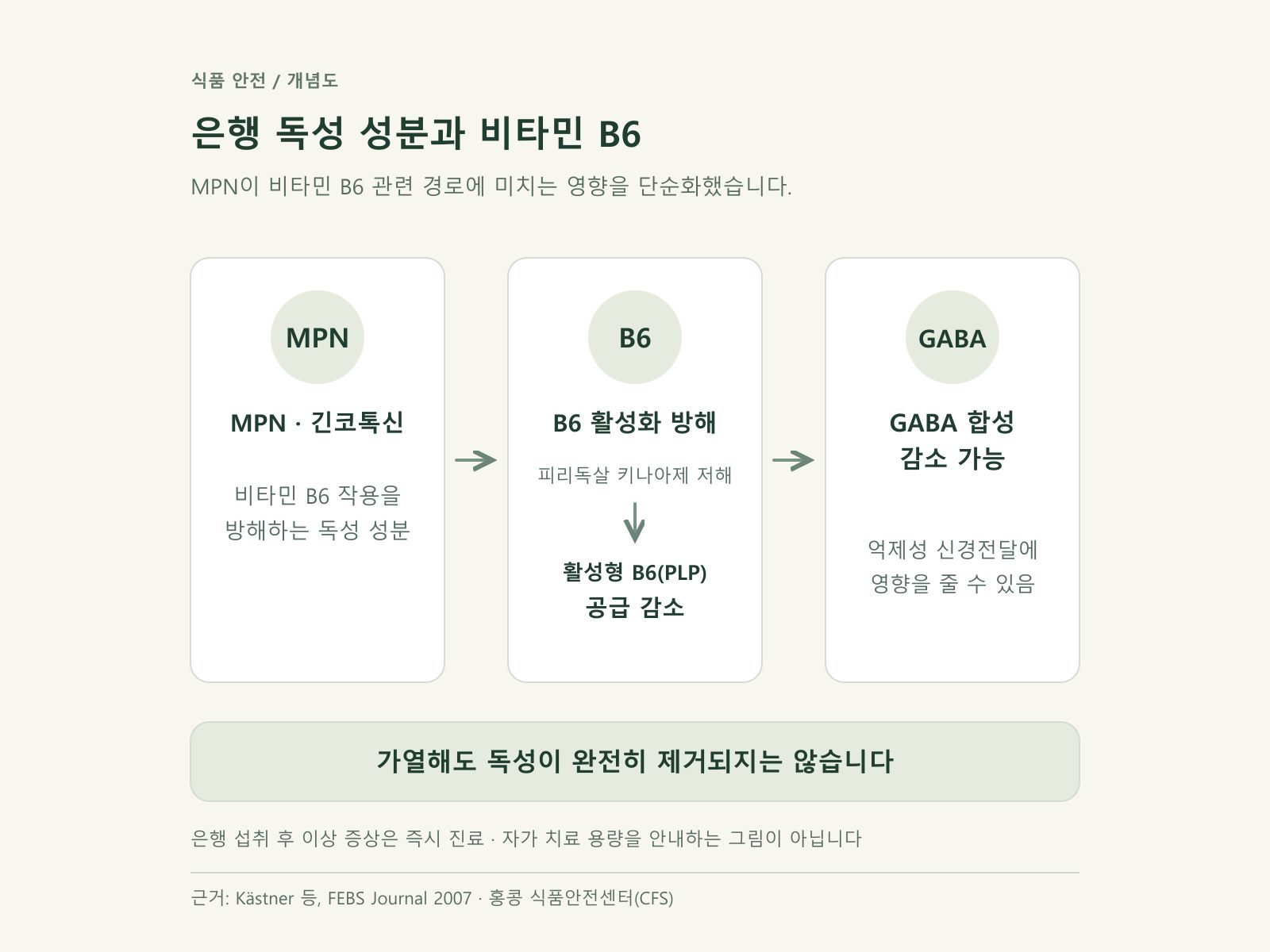 은행 독성 성분이 비타민 B6 경로와 GABA 생성에 영향을 주는 단순 도식