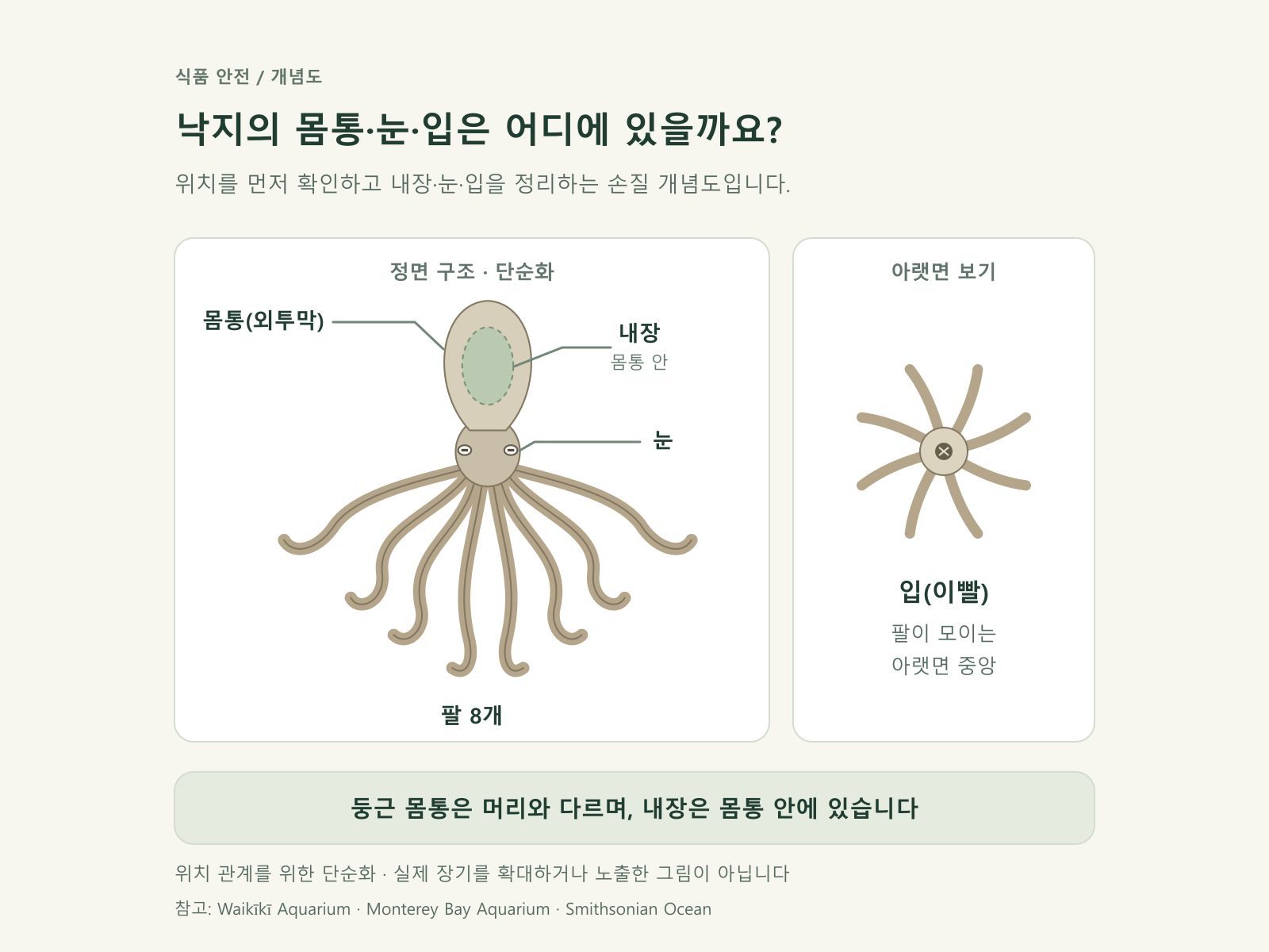 낙지 구조(몸통·내장·눈·입)를 단순화한 손질 도식